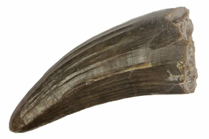 Jurassic Crocodile (Goniopholis?) Tooth - Colorado #152089